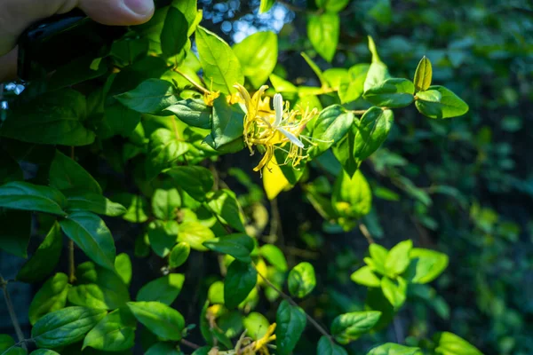 Groene Bladeren Tuin — Stockfoto