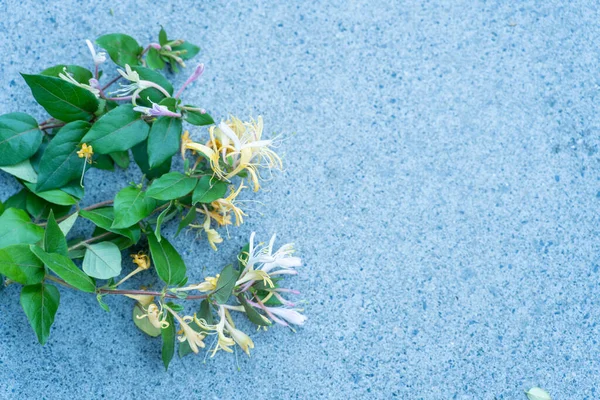 a closeup shot of a blue and green leaves on a gray table