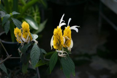 Çiçek açan tropik bir bitki.