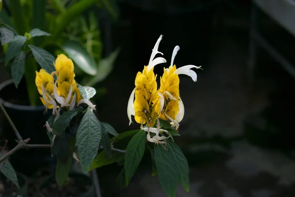Flowering Tropical Plant — стоковое фото
