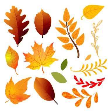 Sonbahar yaprakları ayarlandı, vektör illüstrasyon EPS 10.