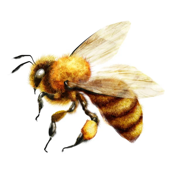 Słodka Realistyczna Pszczoła Ilustracja Cyfrowa — Zdjęcie stockowe