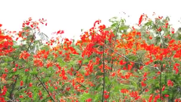 Κόκκινο δέντρο φλόγα ανθίζει στην κορυφή του πάρκου το καλοκαίρι vintage τόνο — Αρχείο Βίντεο
