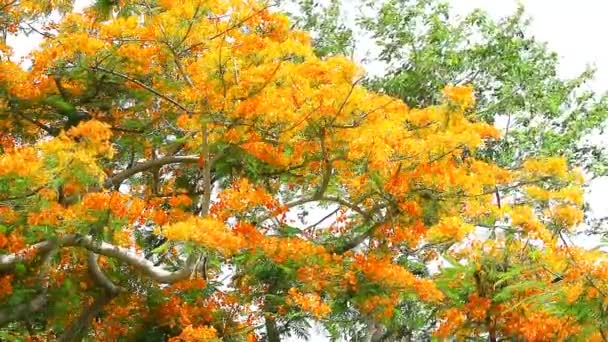 Árbol de llama naranja florecen por completo en la parte superior del parque en el verano — Vídeo de stock