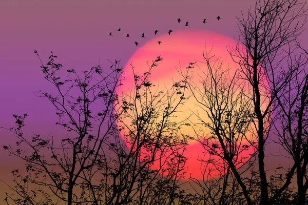 Захід Сонця Силует Птахи Літають Над Сухими Деревами Нічному Оранжево — стокове фото