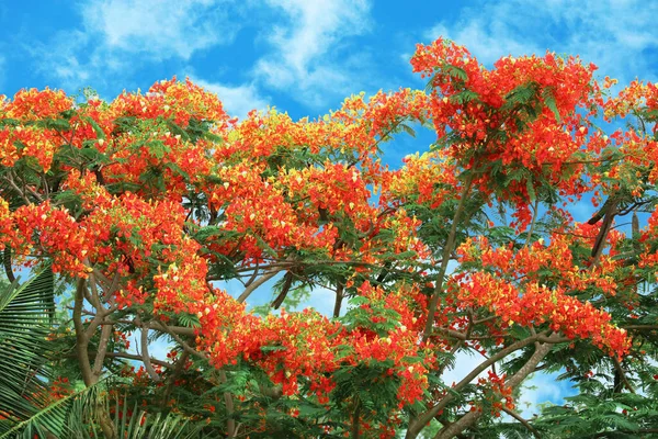 Flammenbaum Rot Orange Gelb Blühende Neugeborene Grüne Blätter Baum Und lizenzfreie Stockfotos