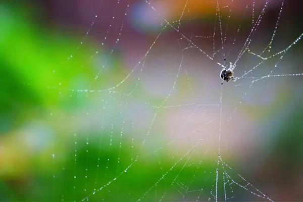 Blurred Abstract Cobweb Spiderweb Natural Rain Drop Pattern Green Garden — 图库照片
