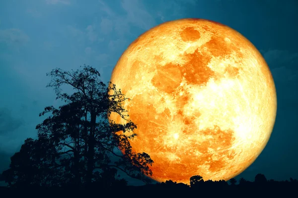 Úplná Sklizeň Krvavý Měsíc Silueta Strom Noční Tmavě Modré Obloze — Stock fotografie
