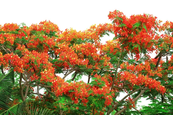 Bunga Kuning Oranye Merah Pohon Api Mekar Daun Hijau Baru Stok Foto