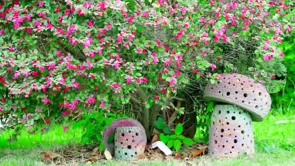 Egy bokor kínai rojtvirág vagy kínai boszorkány Hazel vagy Loropetalum rózsaszín virágok teljes virágban. A kertben van egy gomba tárgy. a fa tövéhez helyezve — Stock videók
