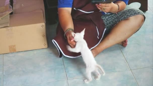 Бродячий кошеня щасливо грає з неслухняною рукою дівчини. після того, як він піднявся — стокове відео