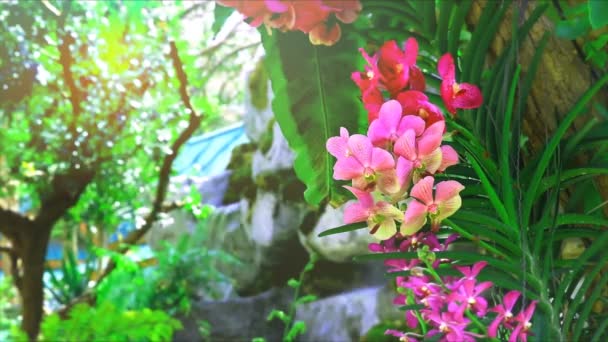Pembe orkide çiçeği açıyor ve yeşil yapraklar bulanıklaşıyor. — Stok video
