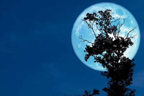 Blume Blauer Mond Aufstieg Zurück Silhouette Baum Nachthimmel — Stockfoto