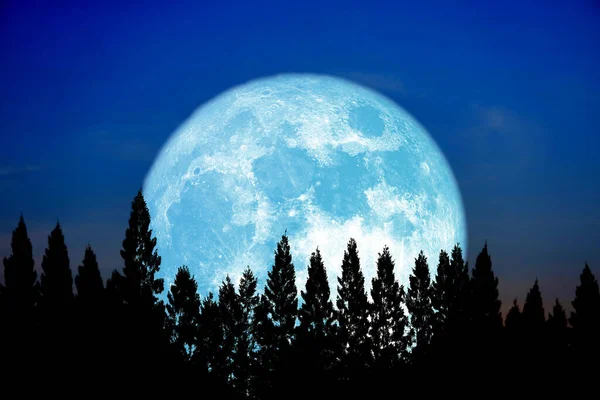 Supermais Pflanzung Blauer Mond Aufstieg Zurück Spitze Kiefer Klare Wolke — Stockfoto