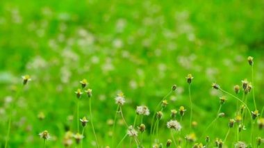 Yirmibir ya da Bidens pilosa yeşil alanda beyaz çiçek tamamen çiçek ve bulanık yeşil doğa arka planı