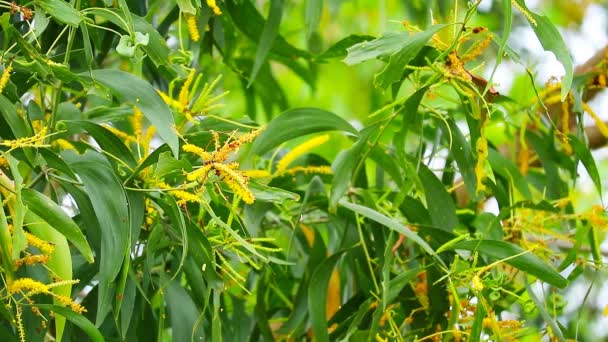 Acacia Auriculiformis少し黄色の花が夏に満開です — ストック動画