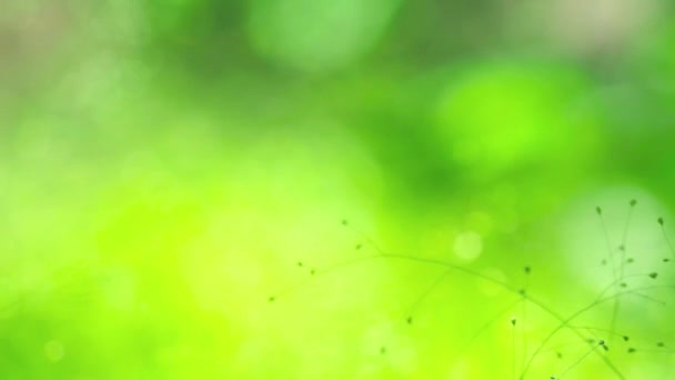 Grön Liten Gräsblomma Trädgården Regnig Årstid Begreppet Grön Miljö Nettonollutsläpp — Stockvideo