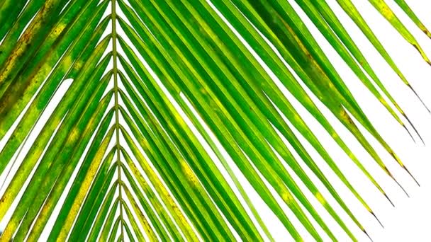 Кокосовые Листья Имеют Зеленый Желтый Цвет Поверхности Текстуры Белом Фоне — стоковое видео