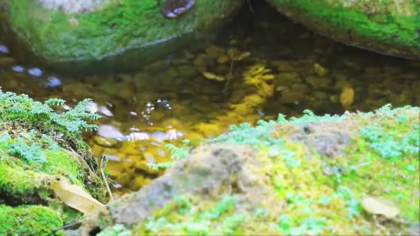 石上有苔藓 溪水模糊的绿色小蕨类 — 图库视频影像