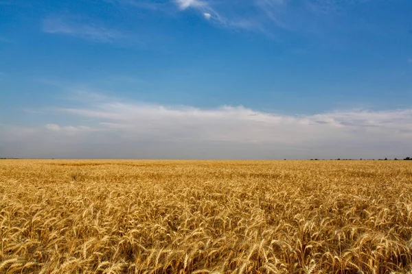 Yellow Field Ripe Wheat — Foto de Stock