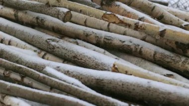 Huş ağacı kütükleri. Kış için huş ağacı kütükleri. Kırsal kesimde bir odun yığını. Uzun kütükler bir orman testeresiyle kesilmiş..