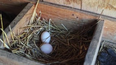 Chicken eggs in the nest, chickens lay eggs in the village.