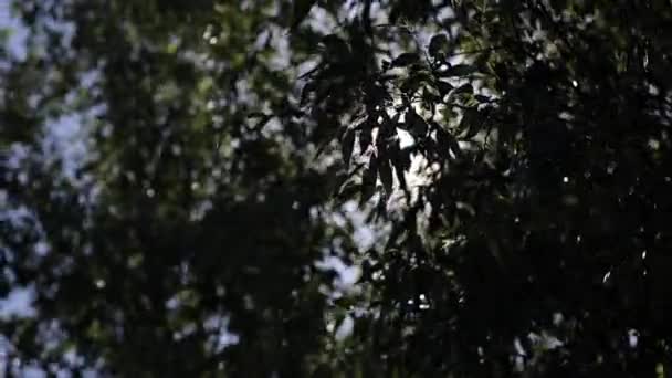 Sun Rays Tree Leaves Summer Sun Shines Leaves Trees — Vídeos de Stock
