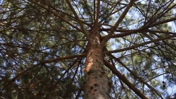 Pine Trunk Bottom View Tall Tree — 图库视频影像