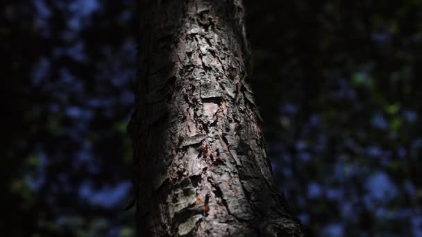 Pine Bark Bark Illuminated Sun Bark Detail — 图库视频影像