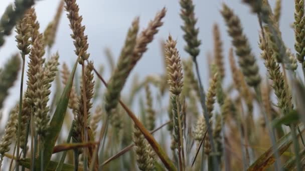 Wheat Grows Ukraine Field Wheat Grows Ukrainian Grain Grows Field — Vídeo de Stock