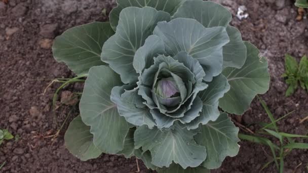 Cabbage Blooming Field Head Green Cabbage Environmentally Friendly — Video