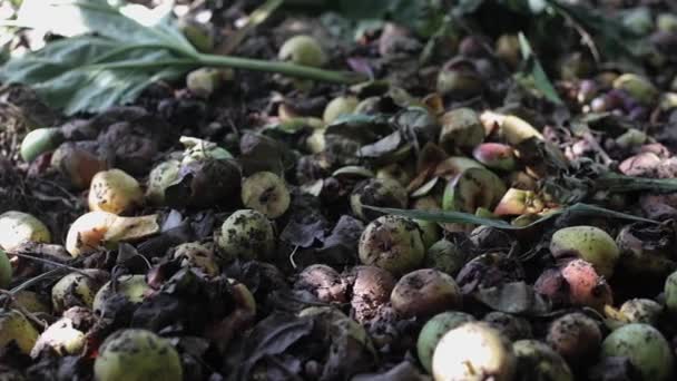 Lots Rotten Fruit Rotten Pears Bees Eat Them — Stockvideo
