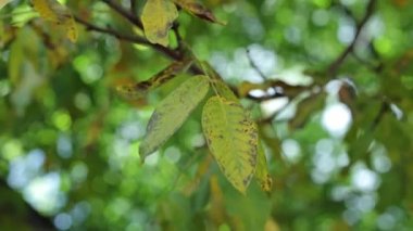 Ceviz yaprakları rüzgarda sallanıyor. Yeşil sonbahar yaprakları. Rüzgar dalları sallıyor.