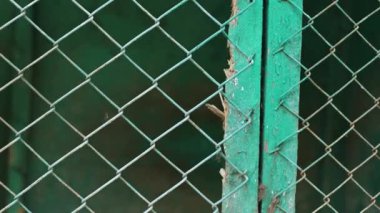 Kafeste koşan ve kuyruğunu sallayan siyah bir köpek.