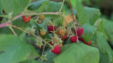 Ahududu yetiştiriyor. Sağlıklı beslenme konsepti. Olgun kırmızı ahududu. 4K 'da yakın plan, UHD