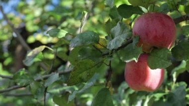 Ağaçta elmalar, ağaçta olgun sonbahar elmaları. Elma suyu sıkmak için elma yetiştiriyorum..