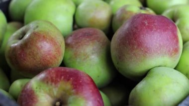 Meyve suyu için yeşil elma, sulu sonbahar elması topladım. Olgun meyve hasadı, yiyecek dokusu.