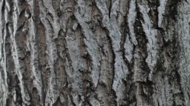 Ceviz ağacı dokusu. Yakından bakınca büyük bir ceviz ağacının gövdesi..