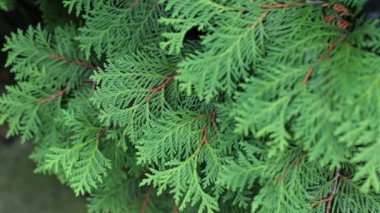Green Autumn thuja, yakın plan. Thuja her zaman yeşil kozalaklı bir bitkidir.