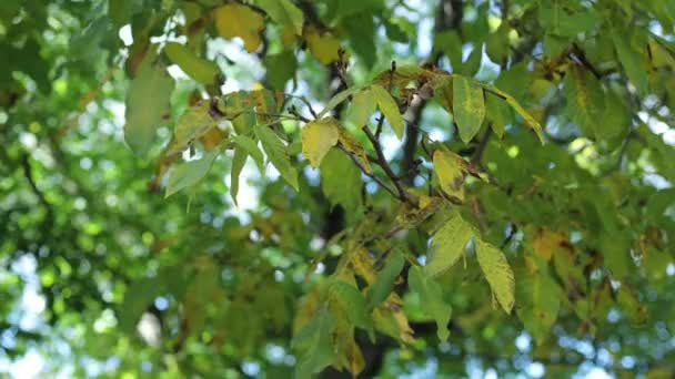 Ořechové Listy Houpají Větru Zelené Podzimní Listy Vítr Houpe Větvemi — Stock video