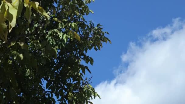 白い雲と青い空 空の背景に木の葉 — ストック動画