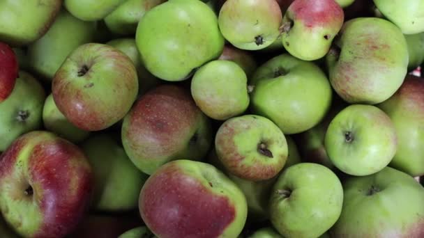 Pflückte Grüne Äpfel Saftige Herbstäpfel Für Saft Ernte Reifer Früchte — Stockvideo