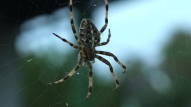 Sırtında haç olan korkunç bir örümcek akşam yemeğini bekliyor, örümcek ısırıyor, ama insanlar için zehirli değil, örümcek böcekleri bekliyor.