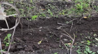 Pulluk patates kazıyor, sonbahar çiftçiliği yapıyor, ıslak zeminde çalışmak zor. Topraklanmamış patatesleri topraktan çıkaran adama yakın çekim..