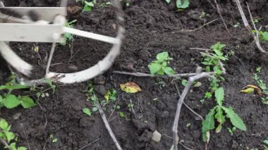 Pulluk patates kazıyor, sonbahar çiftçiliği yapıyor, ıslak zeminde çalışmak zor. Topraklanmamış patatesleri topraktan çıkaran adama yakın çekim..