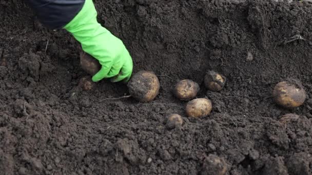 Zbieranie Ziemniaków Polu Jesienne Zbiory Bliska Mokra Gleba Gospodarstwie Brudne — Wideo stockowe