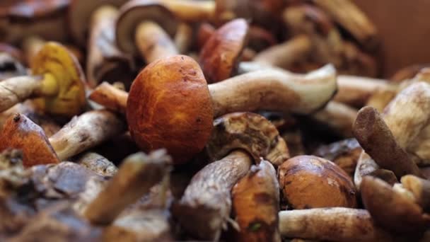 Gombákat Kosárban Gyűjtik Top Kilátás Különböző Erdei Gombák Gyűjtött Egy — Stock videók