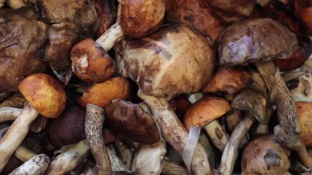 Les Champignons Sont Collectés Dans Panier Vue Dessus Divers Champignons — Video