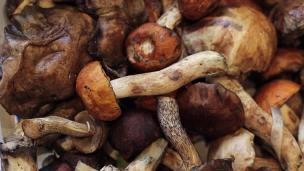 Gombákat Kosárban Gyűjtik Top Kilátás Különböző Erdei Gombák Gyűjtött Egy — Stock videók