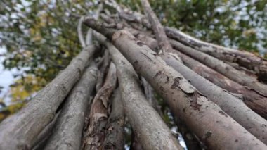 Yaşlı ağaçlar üst üste yığılır, üzerlerinde fasulye yetişir.